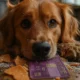 Best Credit Card Rewards